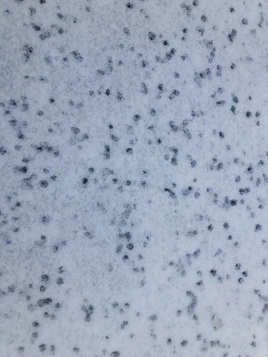 IMG_8941.jpg?type=w966