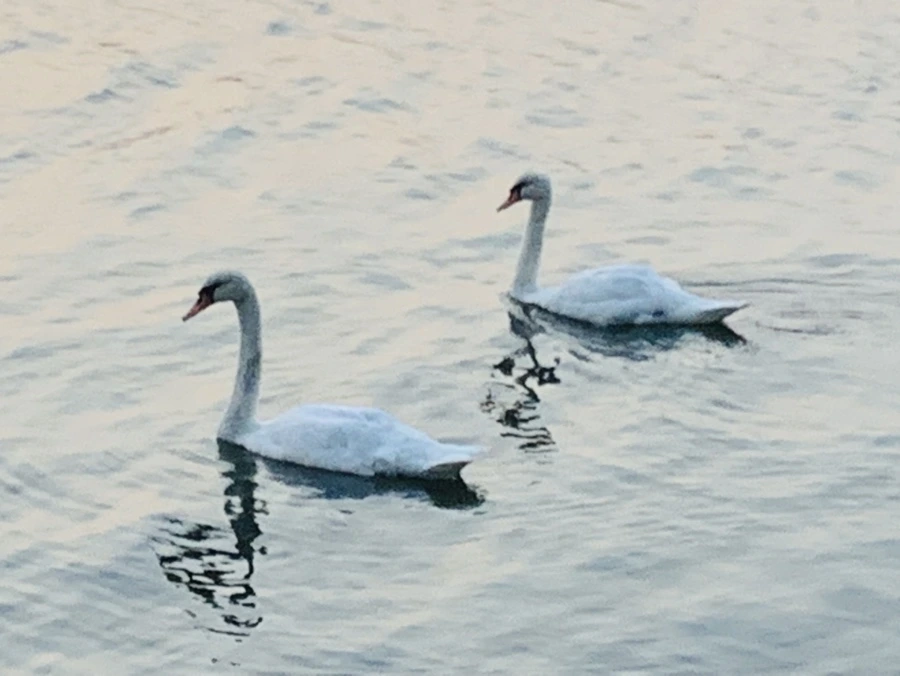 IMG_2325.jpg?type=w966