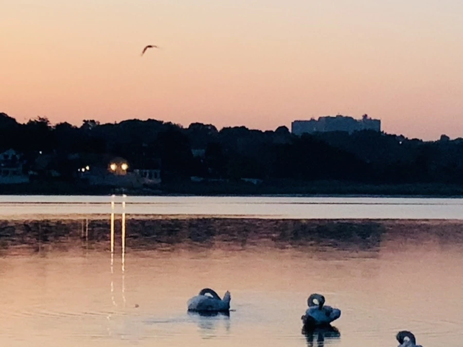 IMG_7054.jpg?type=w966