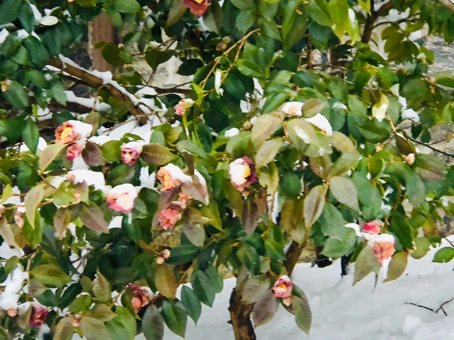 IMG_9098.jpg?type=w966