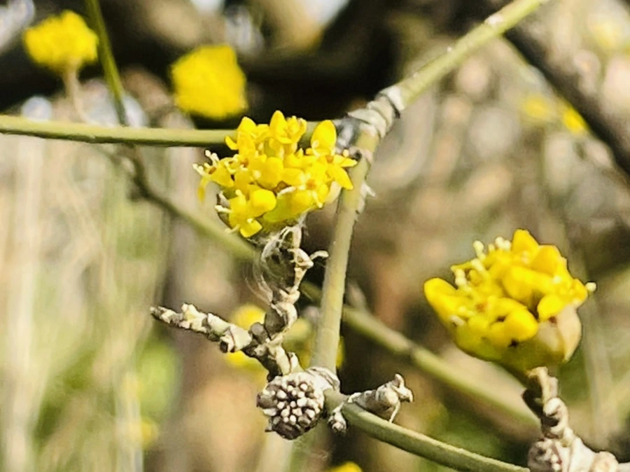 IMG_5385.jpg?type=w966