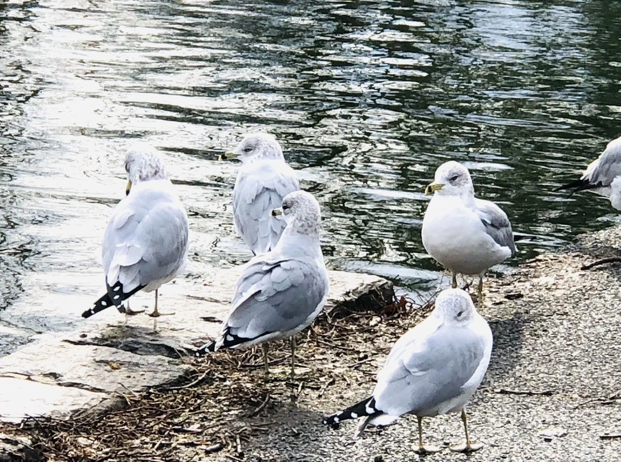 IMG_8731.jpg?type=w966