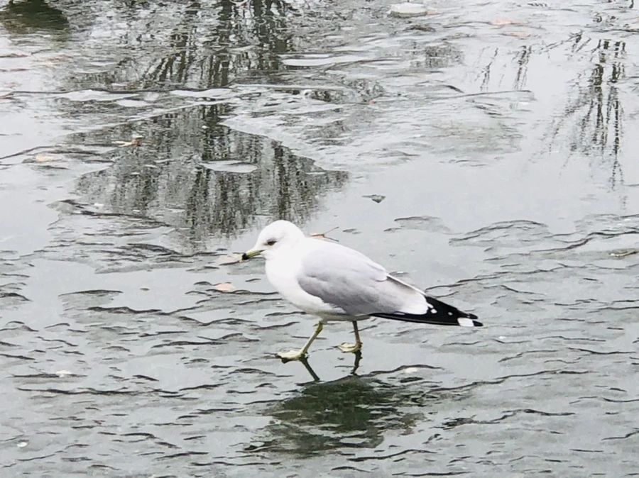 IMG_3160.jpg?type=w966