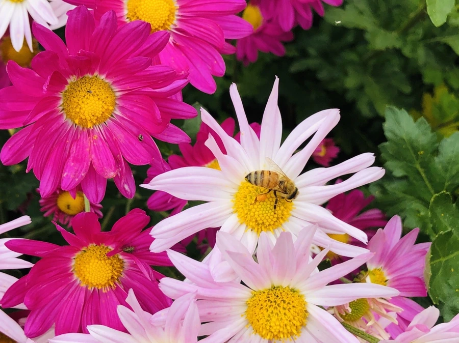 IMG_2585.jpg?type=w966