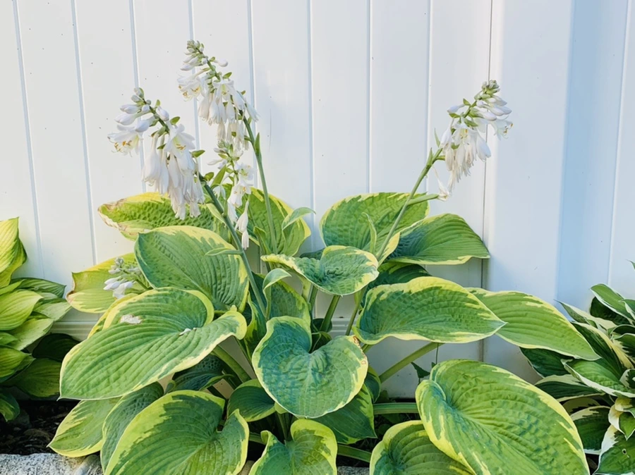 IMG_4826.jpg?type=w966