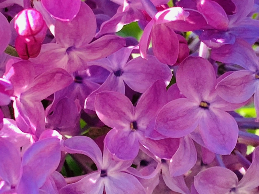 IMG_4237.jpg?type=w966