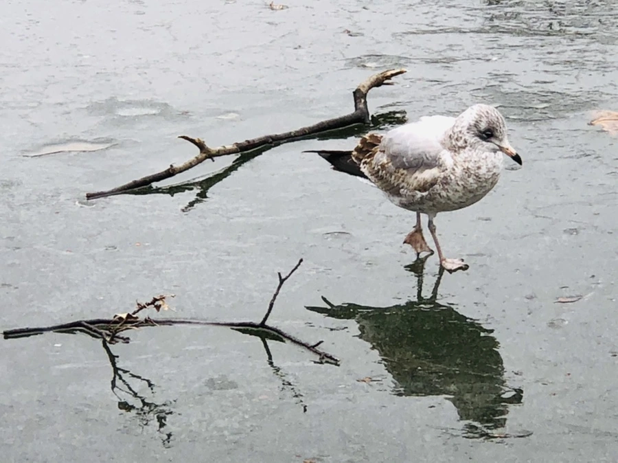 IMG_3128.jpg?type=w966