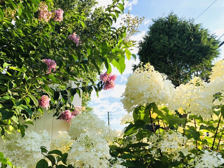 IMG_4695.jpg?type=w966