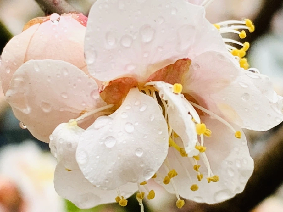 IMG_1822.jpg?type=w966