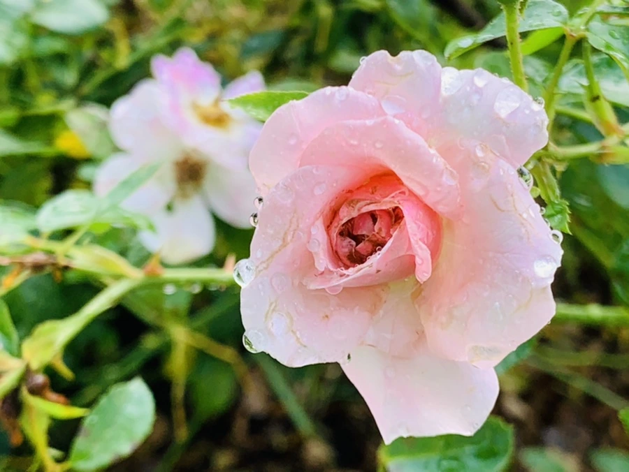 IMG_7287.jpg?type=w966