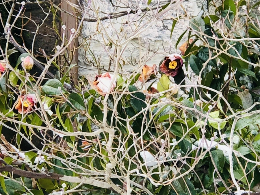 IMG_9088.jpg?type=w966