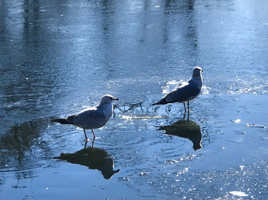 IMG_8090.jpg?type=w966