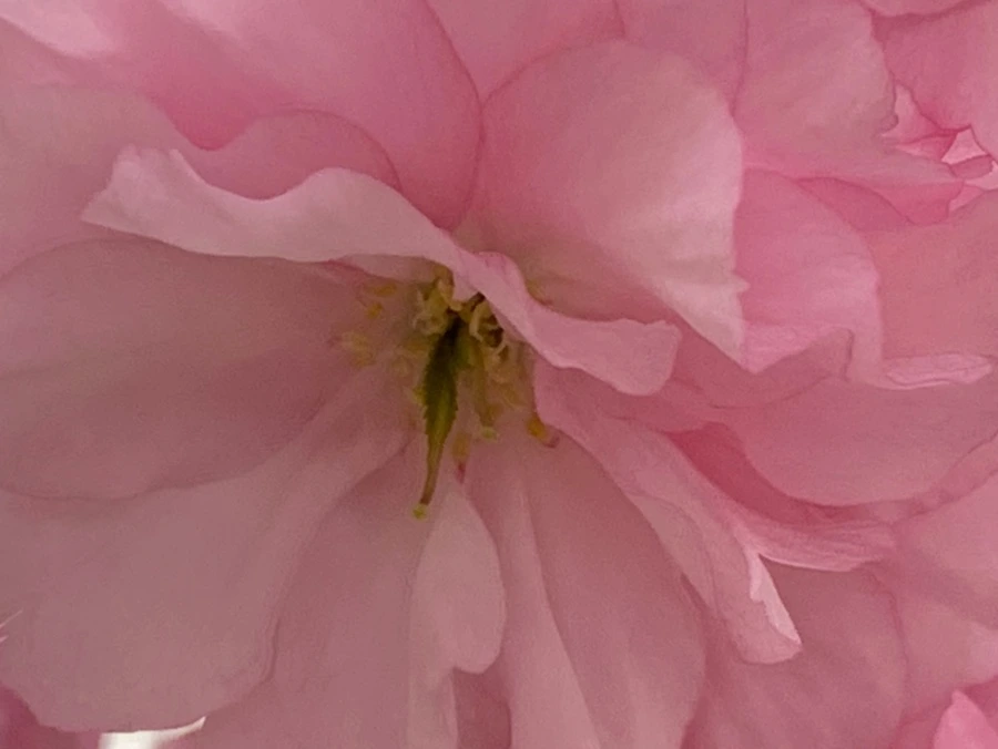 IMG_5501.jpg?type=w966