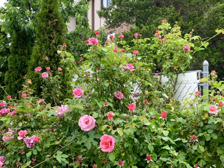 IMG_4874.jpg?type=w966