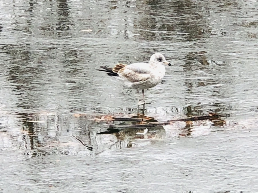 IMG_3134.jpg?type=w966