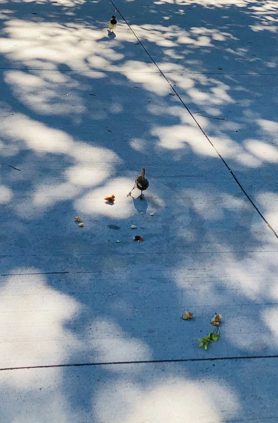 IMG_3490.jpg?type=w966