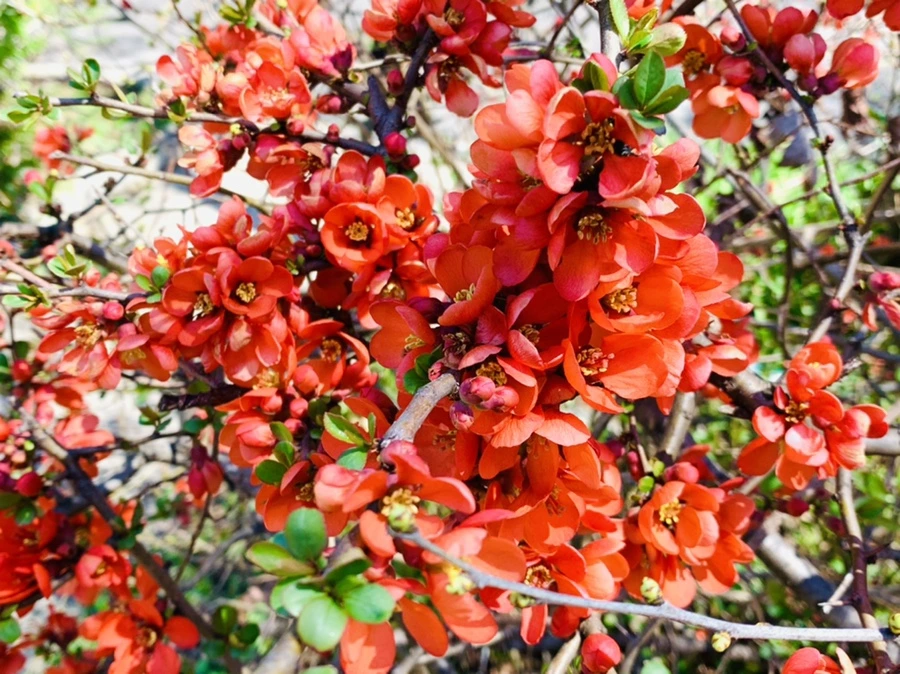 IMG_8505.jpg?type=w966