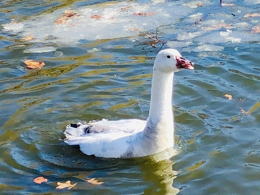 cJOgRN4UeduqsHfOO-9a-eqAakU