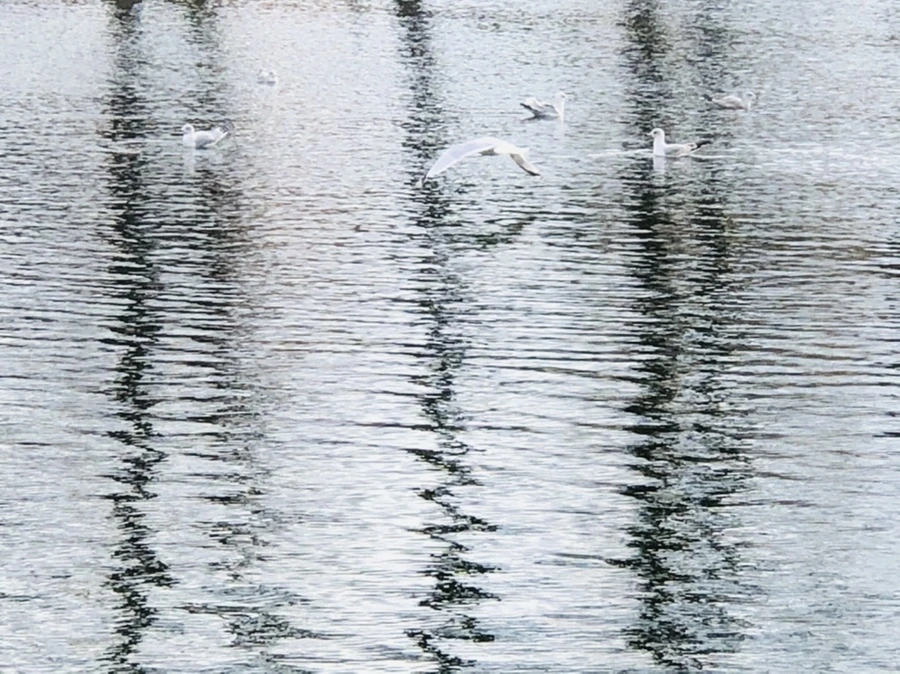 IMG_8740.jpg?type=w966