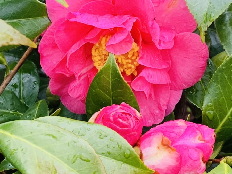 IMG_6259.jpg?type=w966