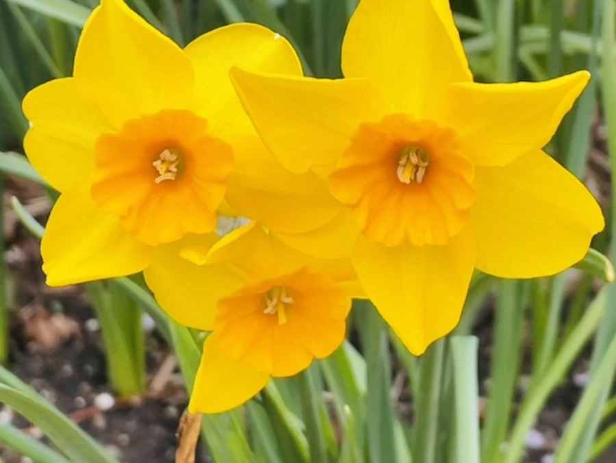 IMG_1302.jpg?type=w966