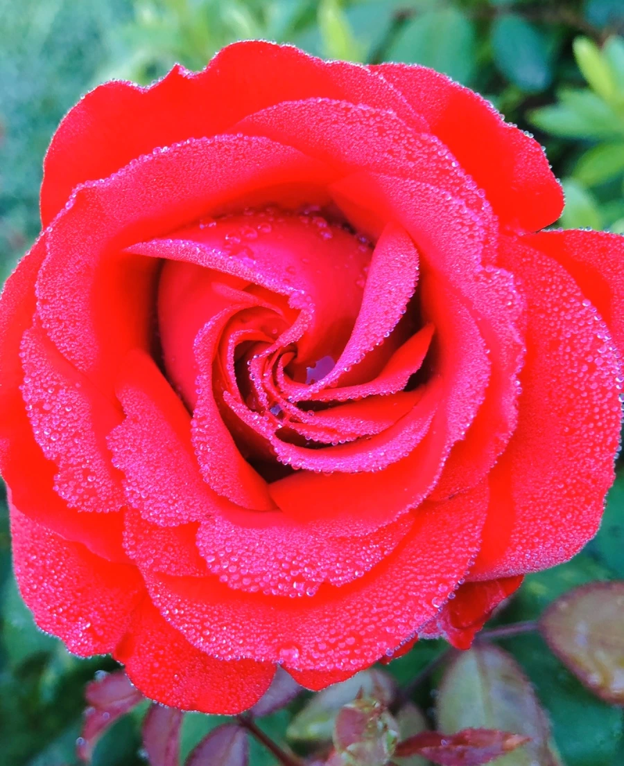 IMG_9043.jpg?type=w966