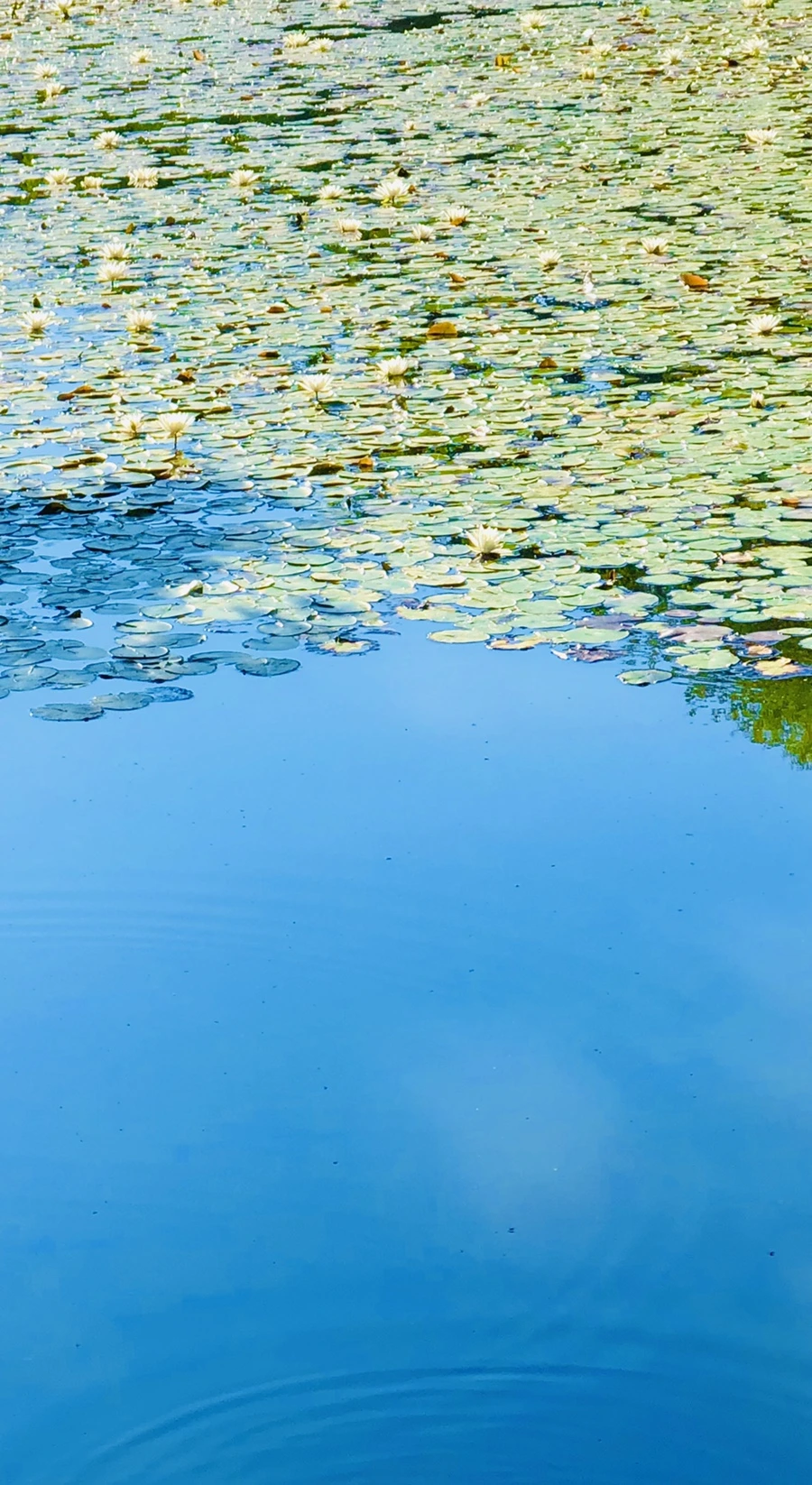 IMG_3946.jpg?type=w966