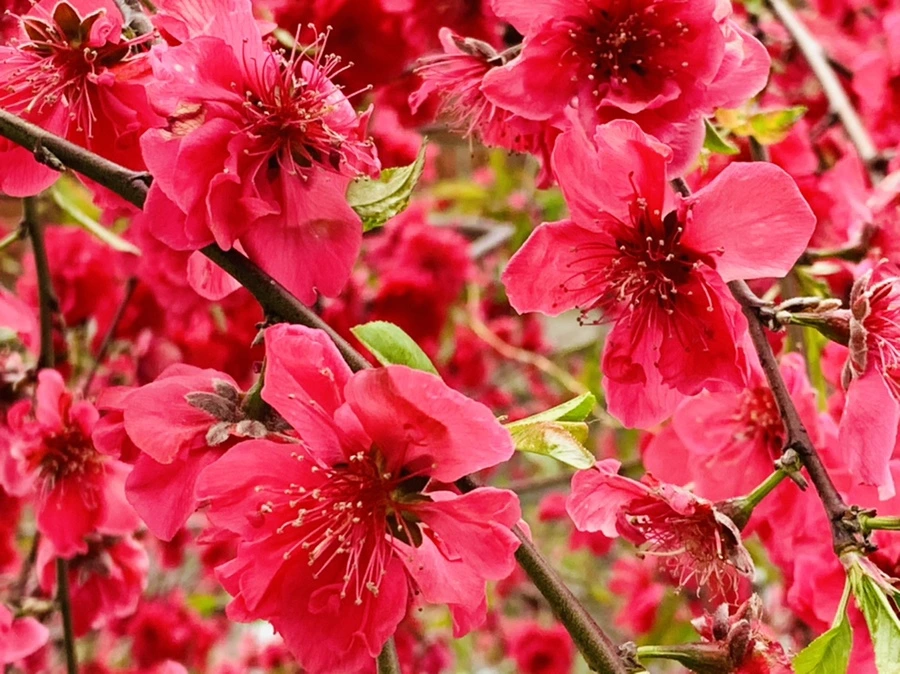 IMG_7975.jpg?type=w966