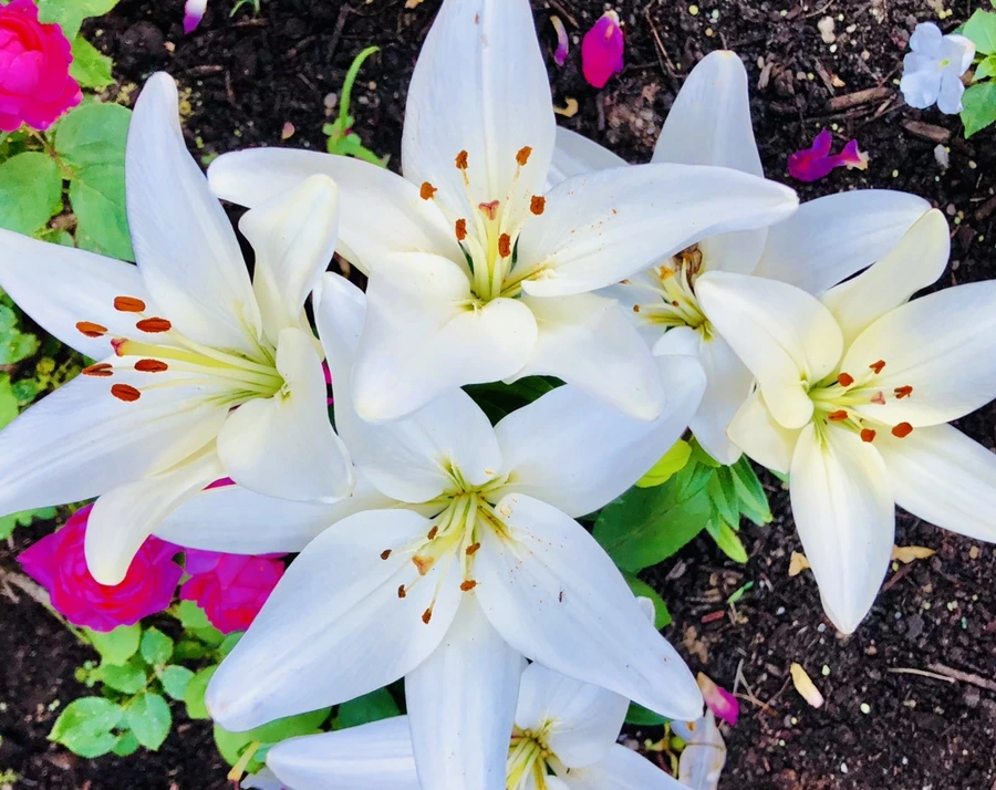 IMG_9374.jpg?type=w966