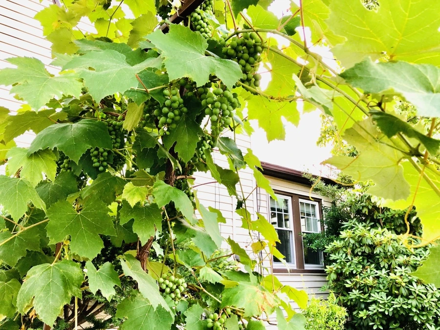 IMG_1626.jpg?type=w966