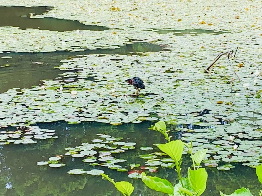 IMG_0724.jpg?type=w966