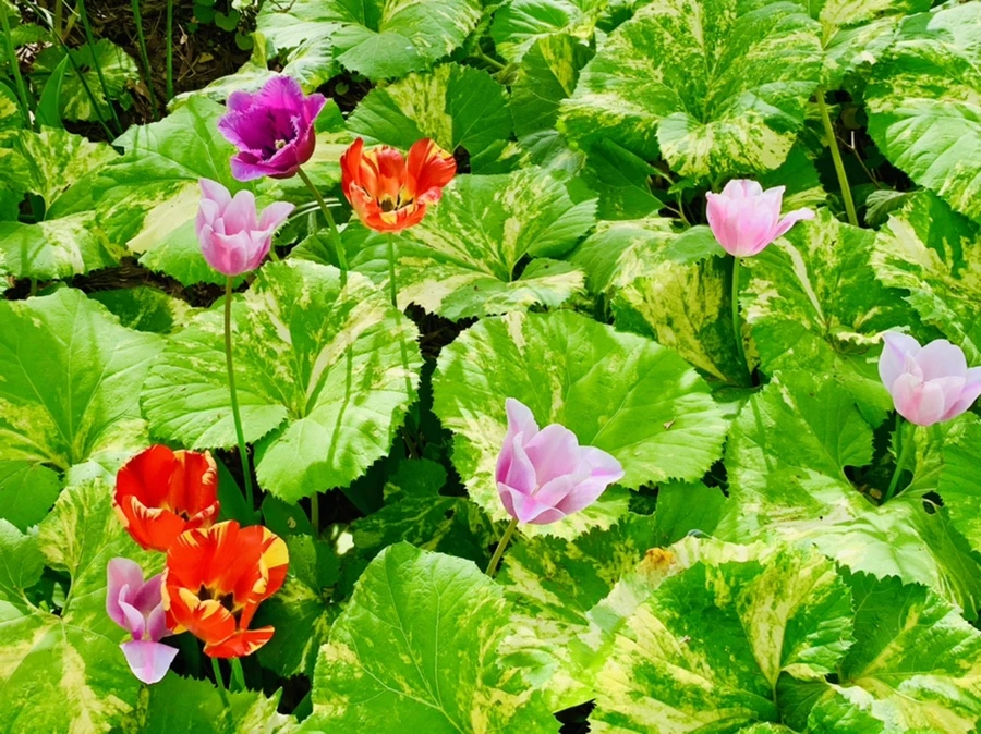 IMG_7032.jpg?type=w966