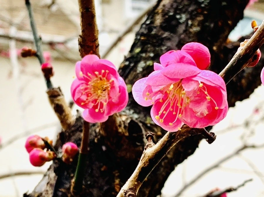 kK3oBib51ZgYw0To9tAsKFxtb6M