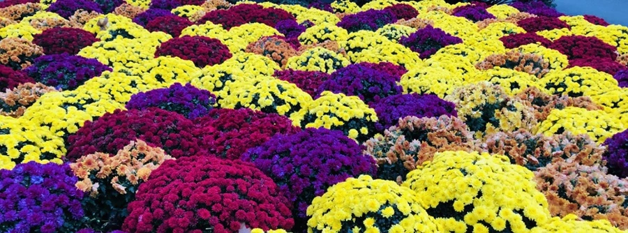 IMG_3157.jpg?type=w966