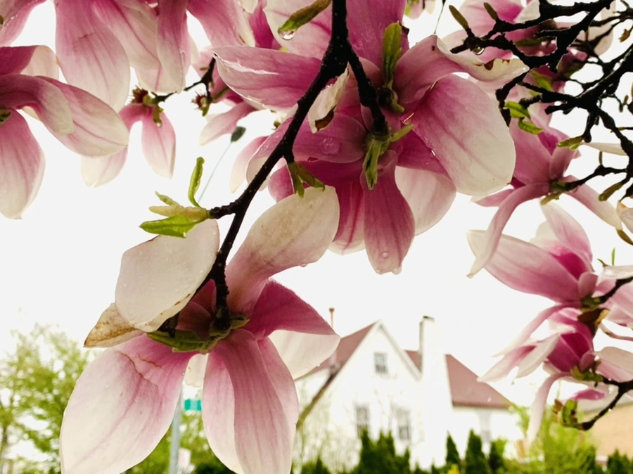 IMG_2387.jpg?type=w966