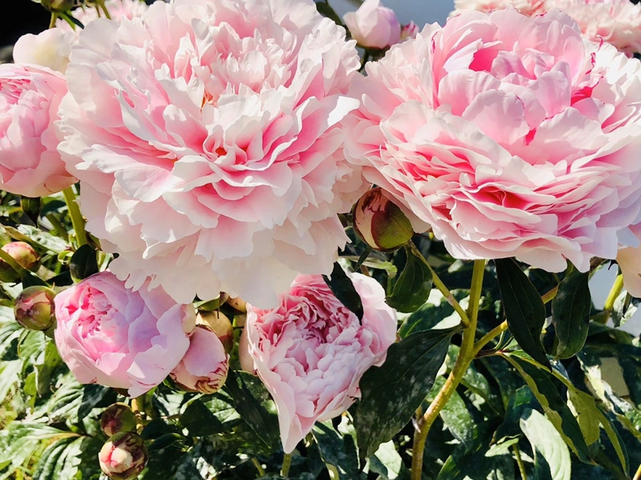 IMG_7814.jpg?type=w966