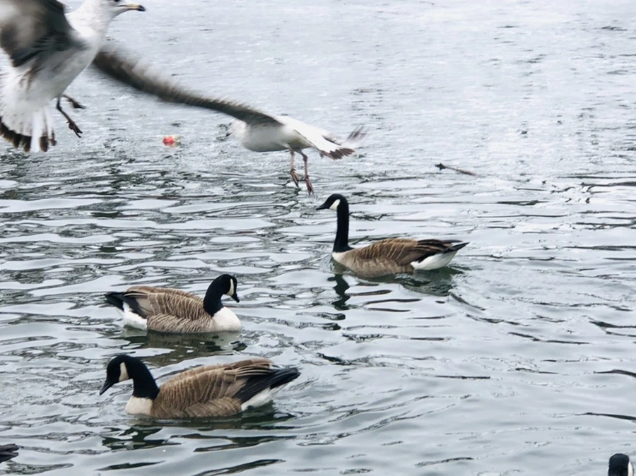 IMG_5873.jpg?type=w966