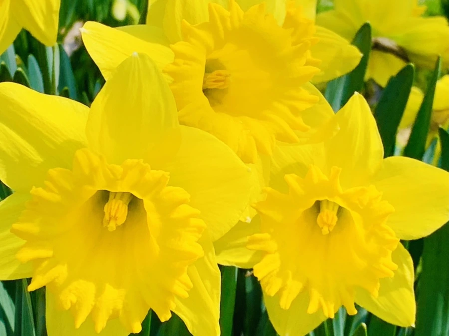 IMG_4267.jpg?type=w966