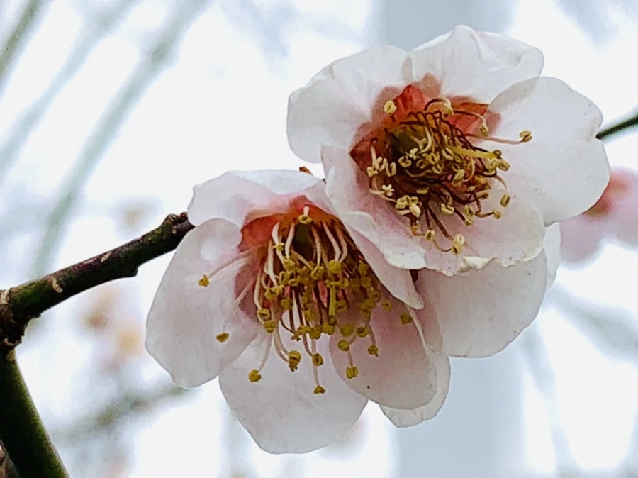 IMG_3575.jpg?type=w966