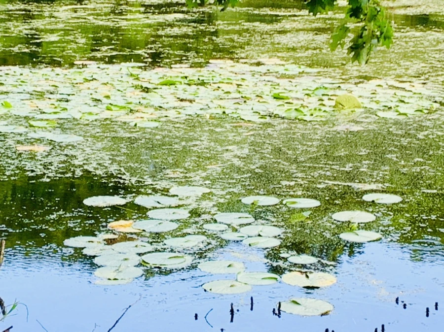 IMG_7506.jpg?type=w966