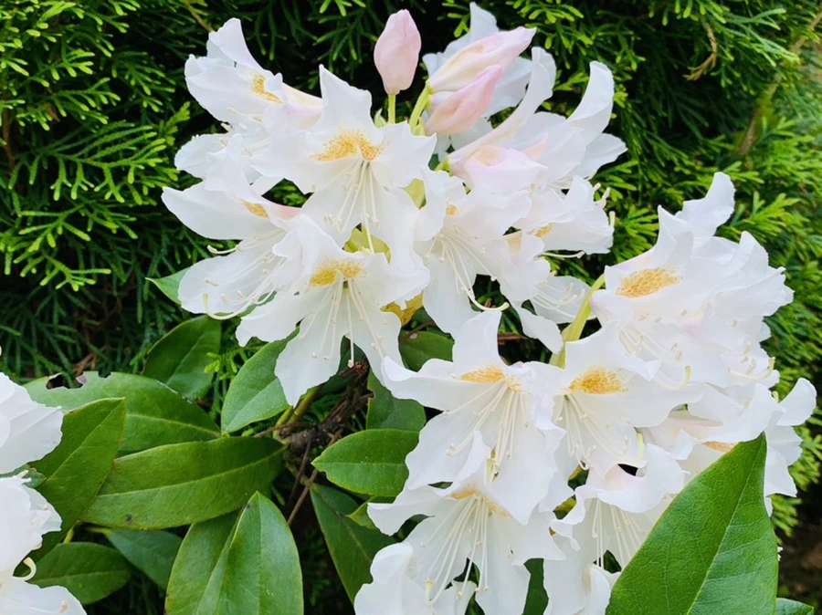 IMG_1468.jpg?type=w966