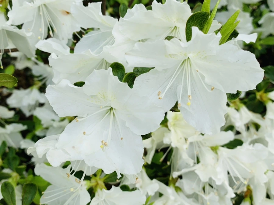 IMG_9638.jpg?type=w966