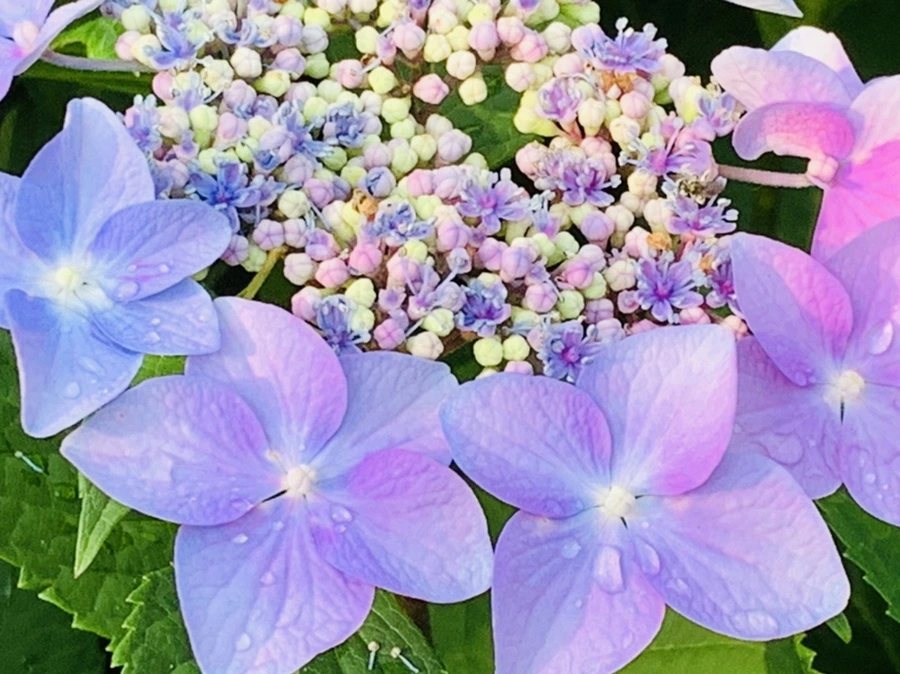 IMG_6064.jpg?type=w966