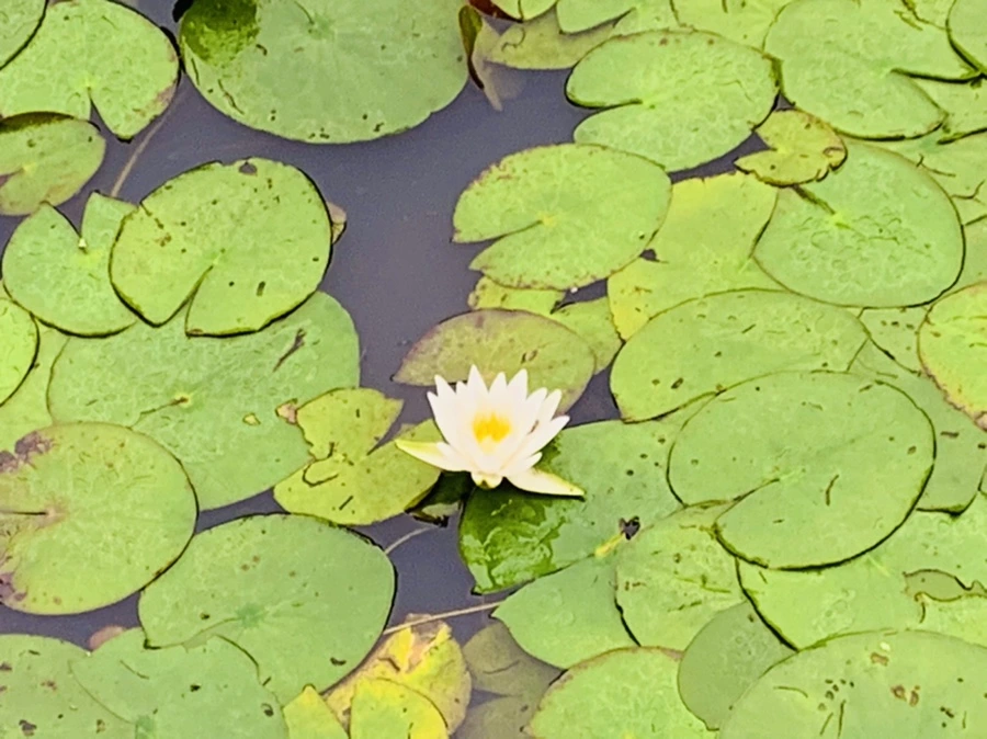 IMG_4608.jpg?type=w966