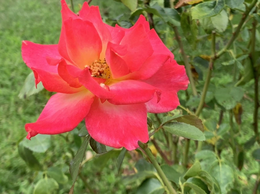 IMG_5099.jpg?type=w966