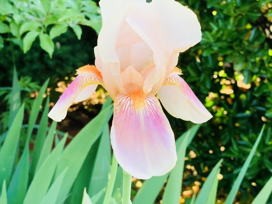 IMG_3482.jpg?type=w966