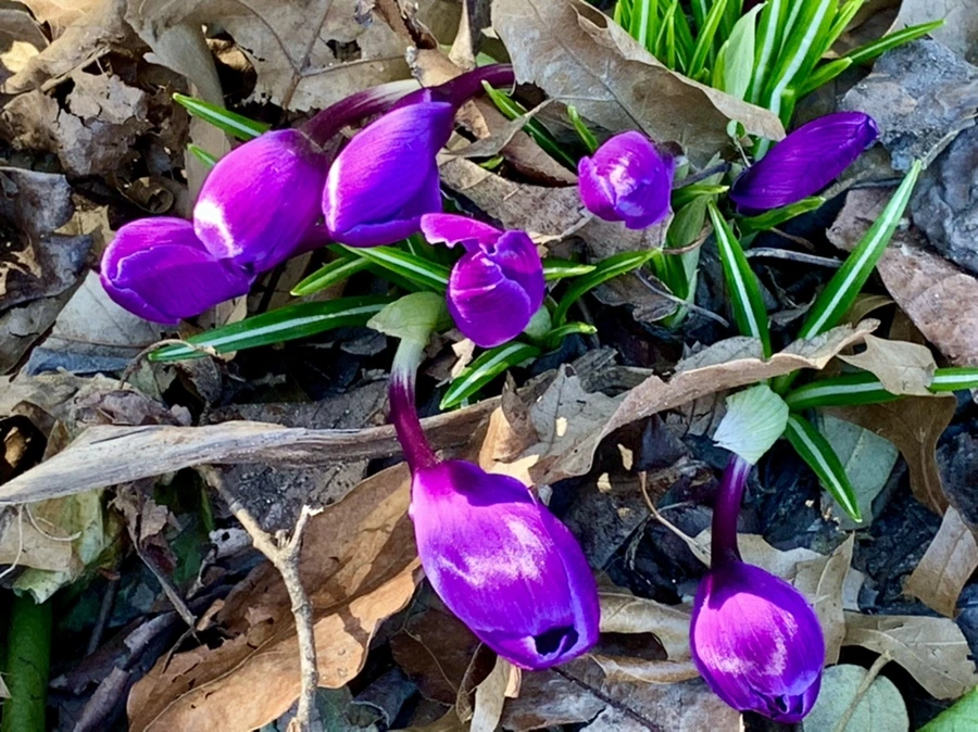 IMG_0706.jpg?type=w966