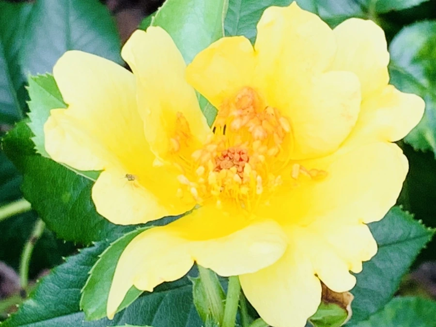 IMG_0460.jpg?type=w966