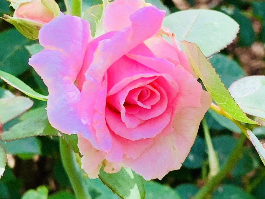 IMG_0528.jpg?type=w966