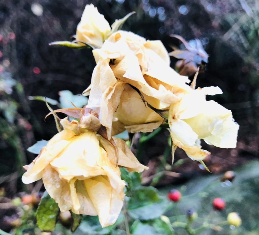 IMG_8069.jpg?type=w966